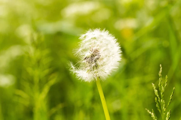 Image for article titled Hay fever